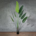 شجرة زينة - Strelitzia-51