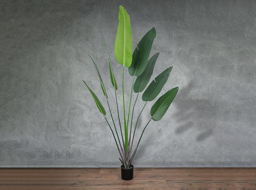 شجرة زينة - Strelitzia-51