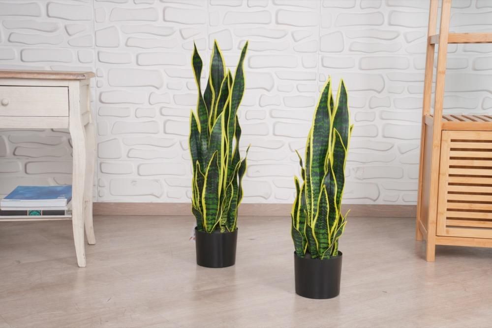 شجرة زينة - Sansevieria