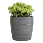 قوار زراعة - passa