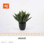نبتة صبارة صناعي - Agava