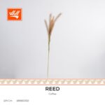 غصن شجر - Reed