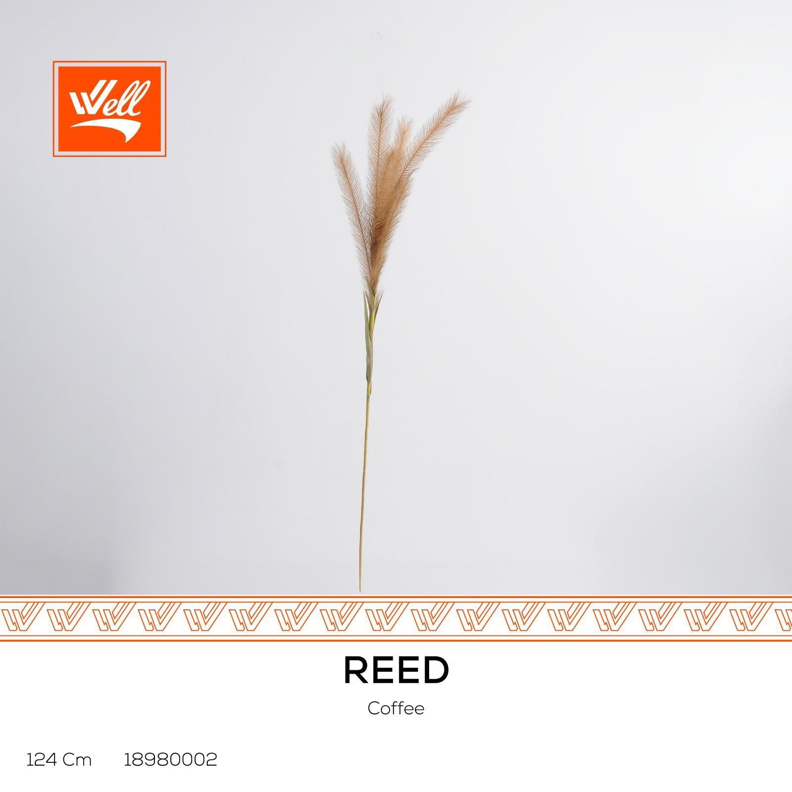غصن شجر - Reed
