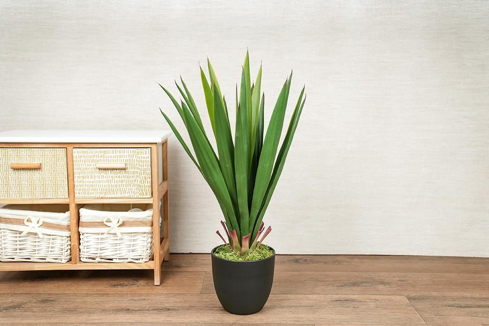 نبات صناعي - Yucca