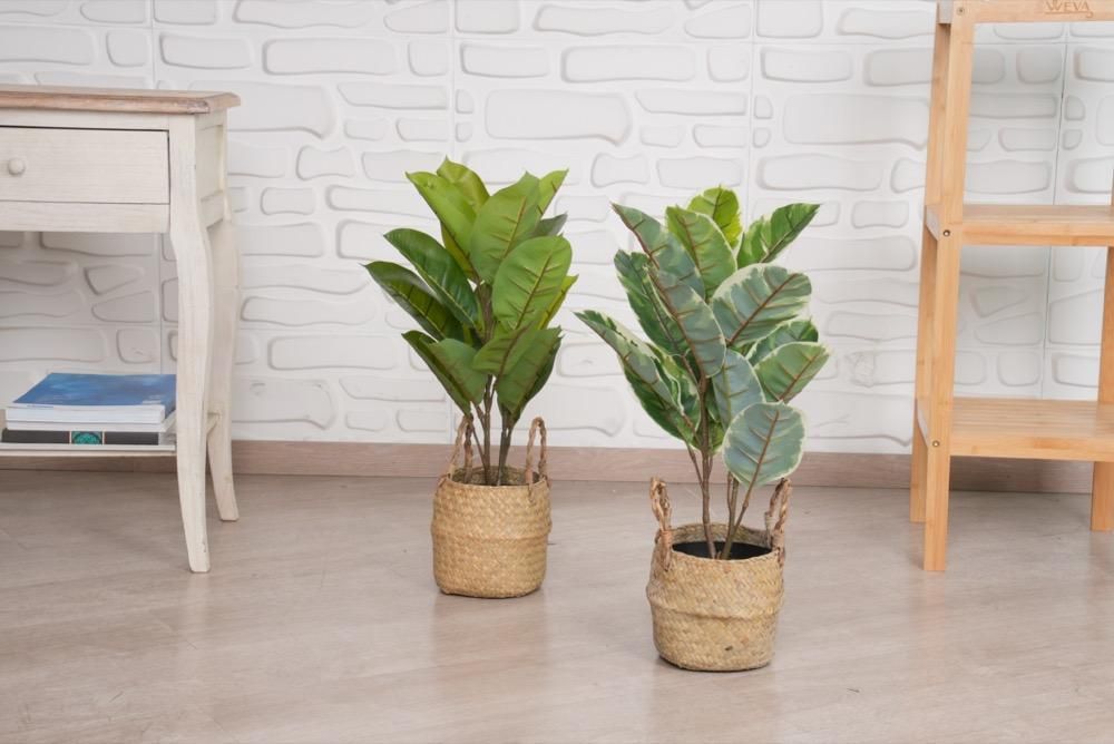 نبات أبيض - Rubber